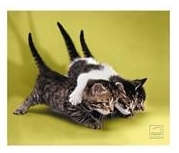 Cats - Podloga za miševe